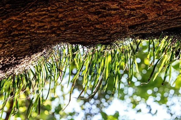 Hoja Helecho Joven Naturaleza Fondo — Foto de Stock