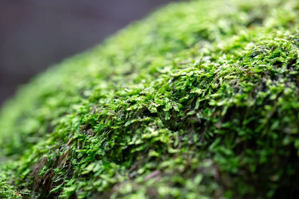 Musgo Verde Fundo Floresta — Fotografia de Stock