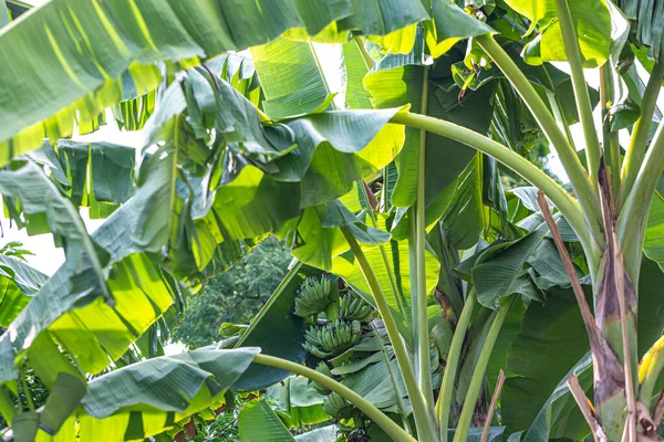 Banana Leaf Rain Drop — Stock Photo, Image