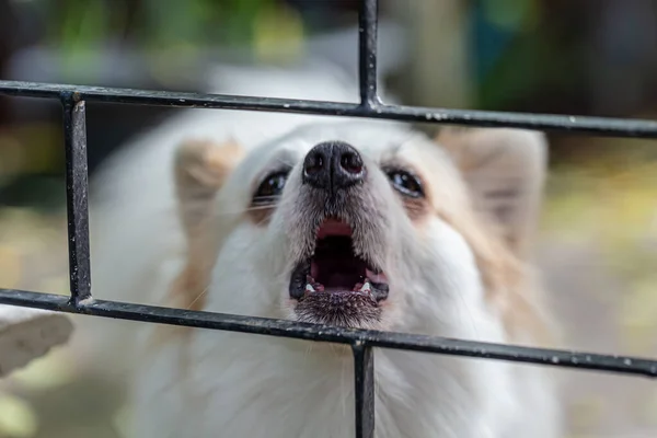 Kleine Schattige Puppy Hond Zoek Omhoog — Stockfoto