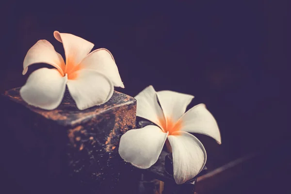 Ramo Fiori Tropicali Frangipani Plumeria — Foto Stock