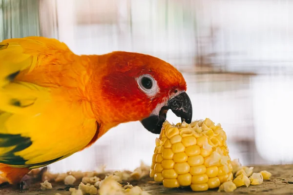 Papagaios Sun Conure Bonito Rosto Animal — Fotografia de Stock