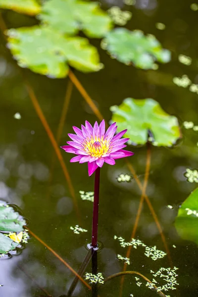 Lotus Die Blume Die Stellvertretend Für Buddhisten Steht Die Den — Stockfoto