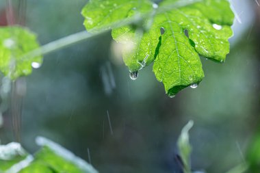 Yağmur ormanlarının yağmur mevsiminde yaprakların üzerindeki su damlacıkları 