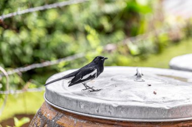 Doğulu magpie-robin yoldan geçen küçük bir kuştur.