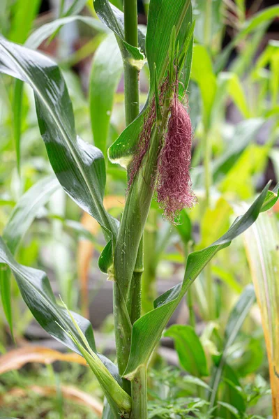 Sweet Corn Plant High Nutrients High Fiber — Stock Photo, Image