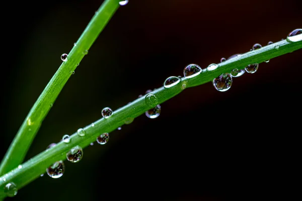 雨期の雨林の葉の水滴 — ストック写真