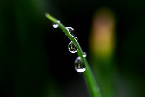 热带雨林雨季树叶上的水滴 — 图库照片