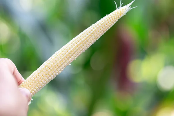 Kukuřice Cukrová Rostlina Vysokým Obsahem Živin Vysokým Obsahem Vlákniny — Stock fotografie