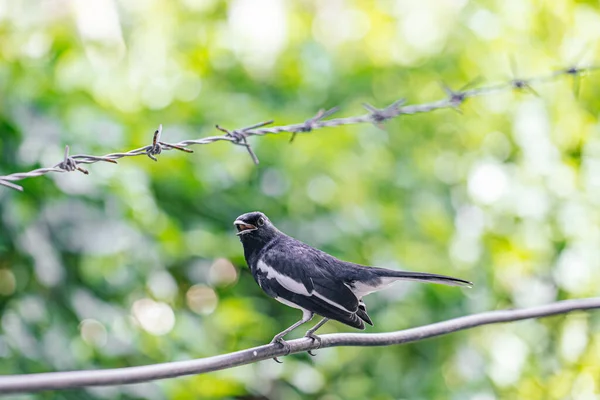 Oriental Magpie Robin Small Passerine Bird — Stock Photo, Image