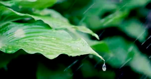 Agua Lloviendo Sobre Hojas Verdes Frescas — Vídeos de Stock