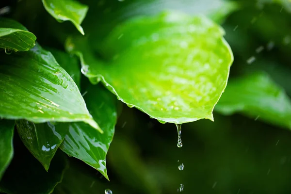 Hojas Verdes Frescas Con Gotas Agua Lluvia —  Fotos de Stock