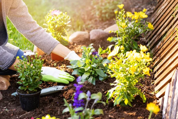 裏庭の庭の花壇に花を植える女性 — ストック写真