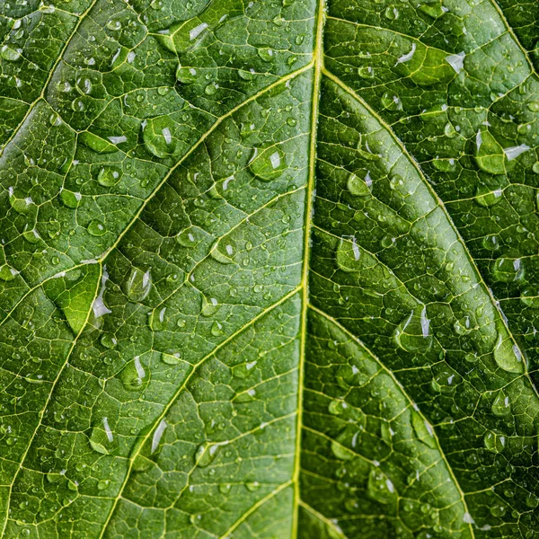 Freshness Concept Water Drops Green Leaf — Stock Photo, Image