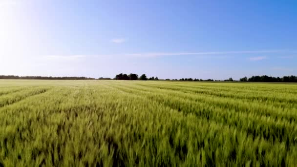 Volando Sobre Campo Cereales Cebada Atardecer — Vídeos de Stock