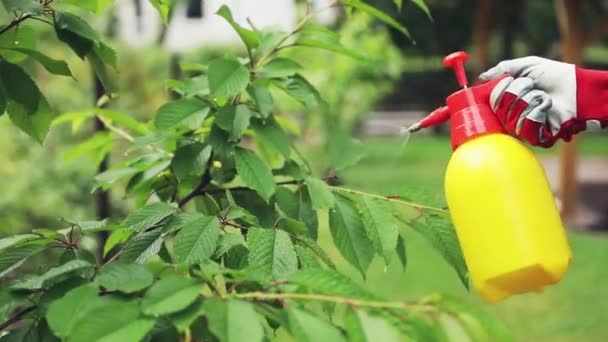 Gardener Spraying Cherry Tree Pests Diseases — Stock Video