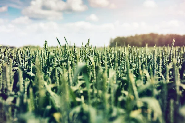 日当たりの良い夏の日に小麦畑 — ストック写真