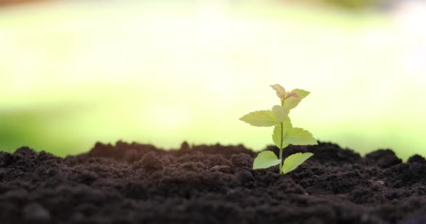 若い植物は庭の土で育ちます ドリー ショット — ストック動画