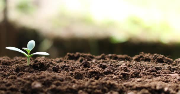 Crassula Plant Money Tree Growing Soil Dolly Shot — Stock Video