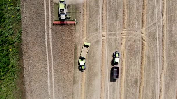 Mähdrescher Und Traktoren Arbeiten Auf Dem Getreidefeld Luftaufnahme Von Oben — Stockvideo