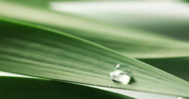 Yeşil yaprağına düşen su damlaları