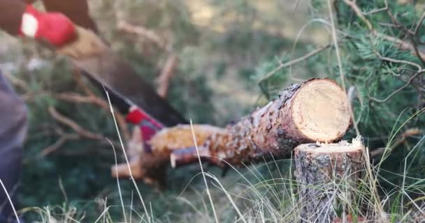 Skogshuggare Skära Pine Trädstam Med Hand Såg Skogen — Stockvideo