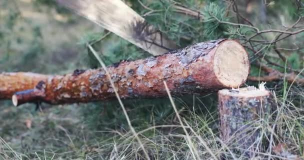 Tronco Árbol Corte Con Sierra Manual Bosque — Vídeos de Stock
