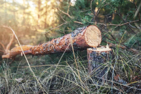 Felled Pine Tree Woods — Stock Photo, Image