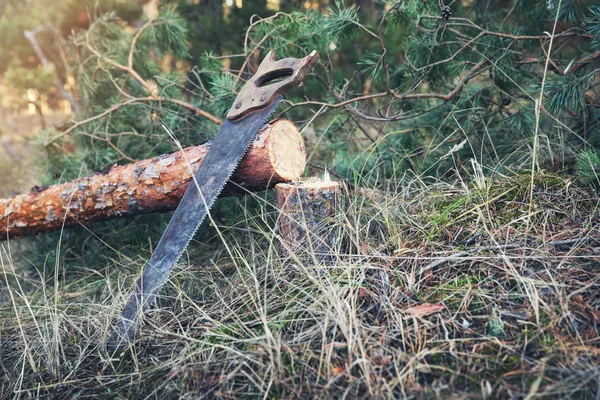 Forestry Felled Pine Tree Hand Saw Forest — Stock Photo, Image
