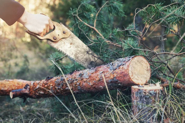 Skogshuggning Trädstam Med Handsåg Skogen — Stockfoto