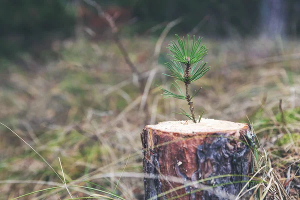 Nova força de vida e conceito de desenvolvimento - jovem broto de pinheiro gr — Fotografia de Stock