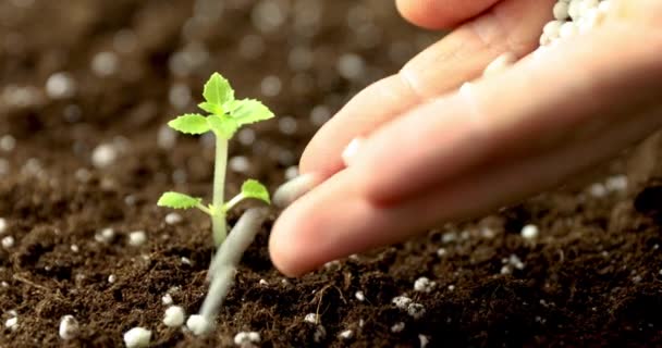 土で育つ新しい苗に肥料を与えること — ストック動画