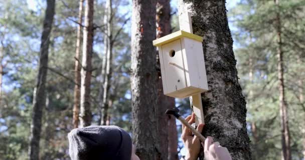 男は木の幹に釘付けの鳥の家 — ストック動画