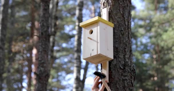 Nailing Birdhouse Tree Trunk Sunny Spring Day — Stock Video