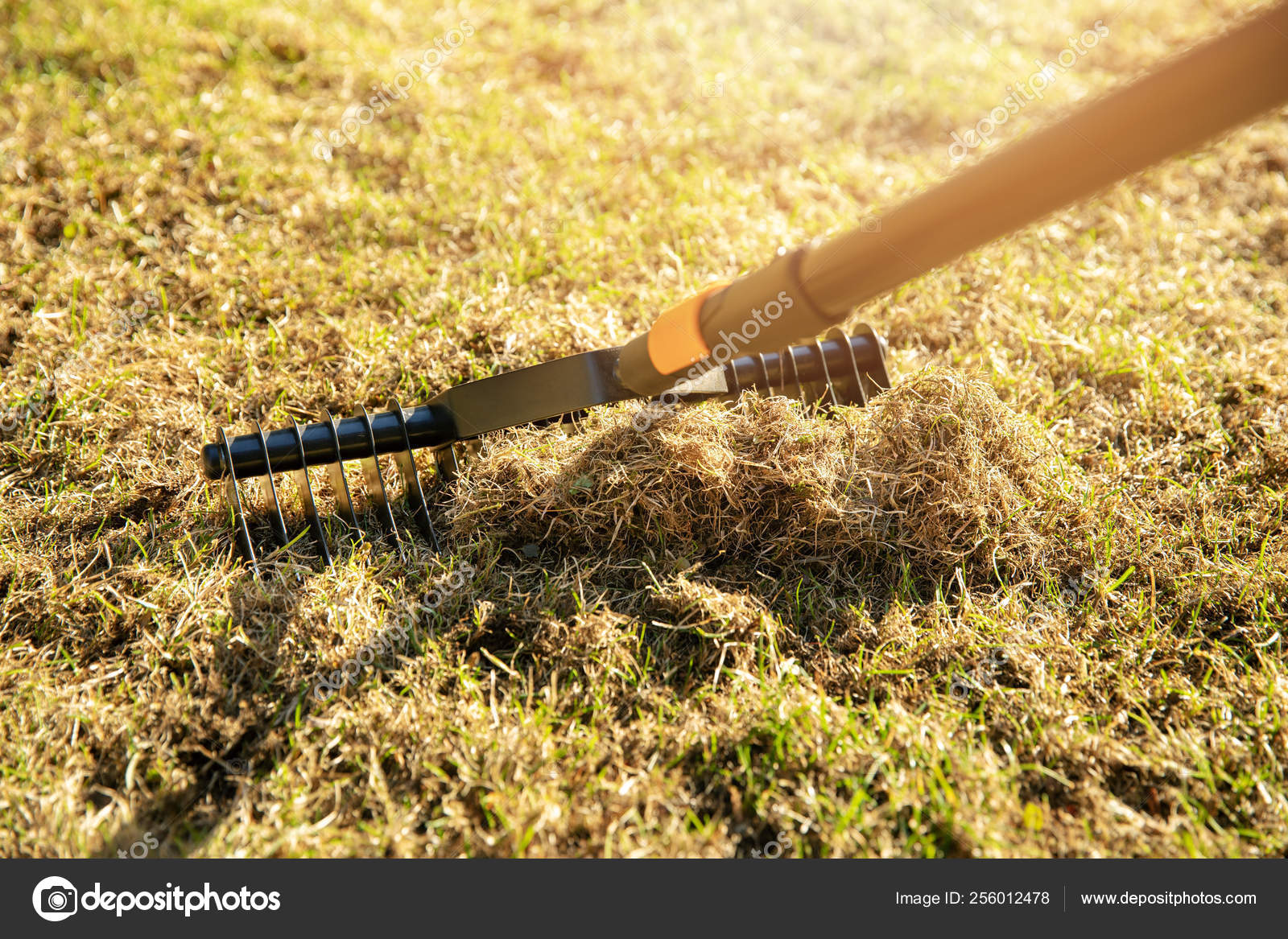Garden lawn aeration with scarifier rake Stock Photo by ©ronstik 256012478