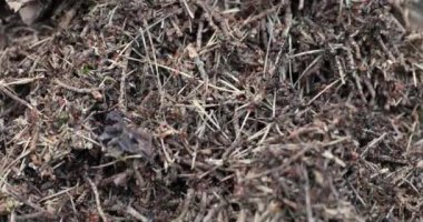 ormanda yakın çekim kırmızı ahşap karınca yuvası