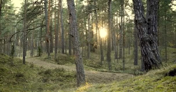 Bosque Tranquilo Pinos Atardecer — Vídeo de stock