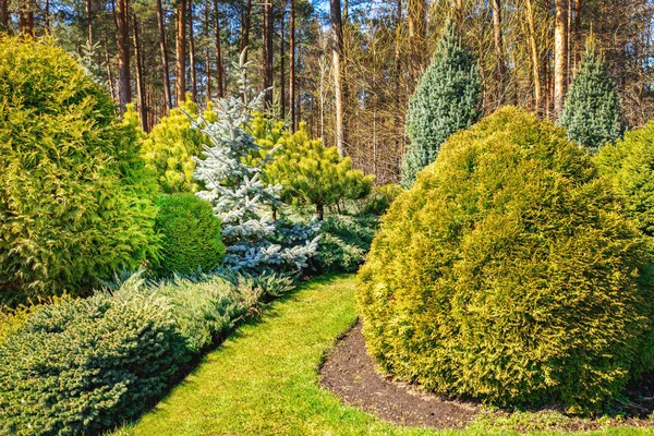 Hermoso jardín ornamental ajardinado con coníferas —  Fotos de Stock