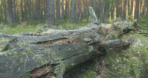 vieux pin tombé dans les bois. Dolly shot 