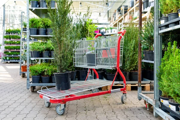 Zierpflanzen im Gartenmarkt kaufen — Stockfoto