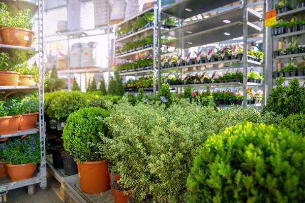 Regale mit Zierpflanzen und Blumen im Garten-Supermarkt — Stockfoto