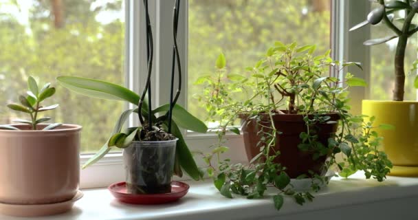 Güneşli Bir Evin Pencere Eşiğinde Saksı Bitkileri — Stok video