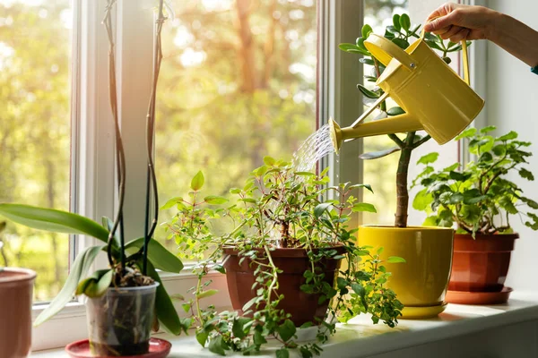 Mano con agua puede regar plantas de interior en el alféizar de la ventana —  Fotos de Stock