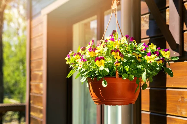 Pote com flores coloridas pansy pendurado na parede exterior da casa — Fotografia de Stock