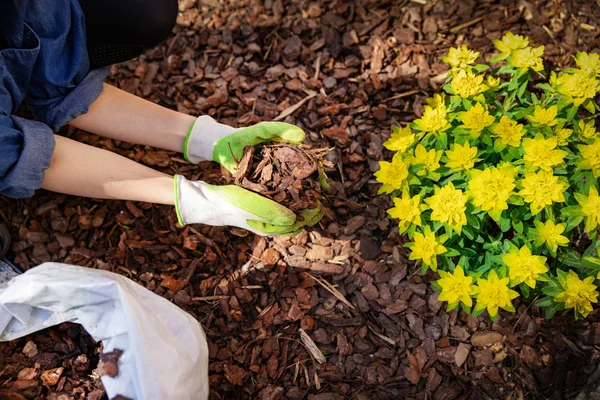 Jardineiro mulching canteiro de flores com árvore de pinho casca mulch — Fotografia de Stock