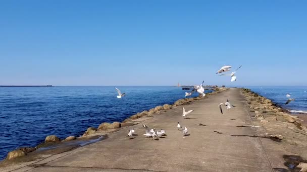 Γλάροι Στον Χαφιέ Της Βαλτικής Θάλασσας Ρίγα Λετονία — Αρχείο Βίντεο