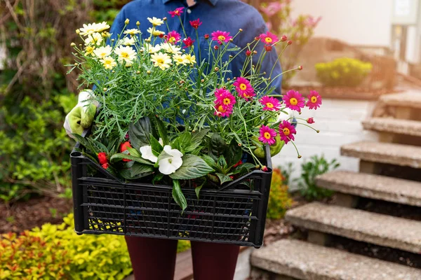 Frau hält Kiste mit Sommerblumen für Bepflanzung im Haus — Stockfoto