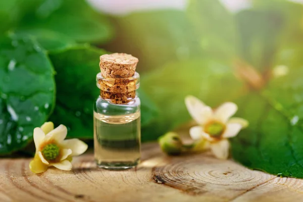 Bio cosméticos a base de hierbas - botella pequeña con aceite esencial en verde —  Fotos de Stock