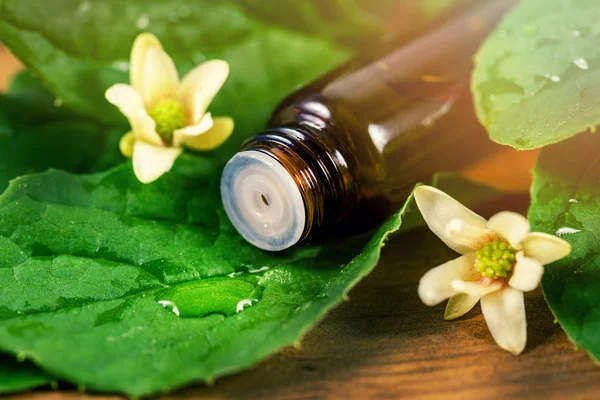 Medicina alternativa de ervas - garrafa de óleo essencial com gota sobre — Fotografia de Stock