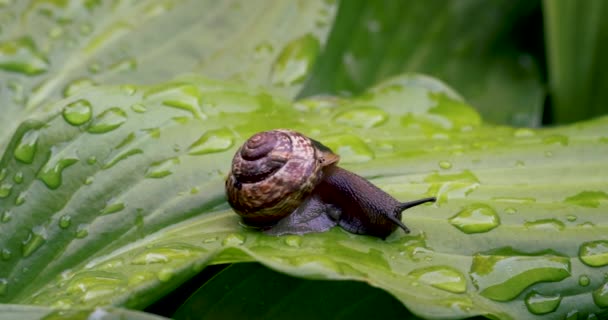 花园蜗牛吃湿新鲜的霍斯塔叶 Dolly — 图库视频影像